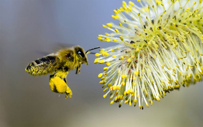 Что мы знаем о пчелиной пыльце?